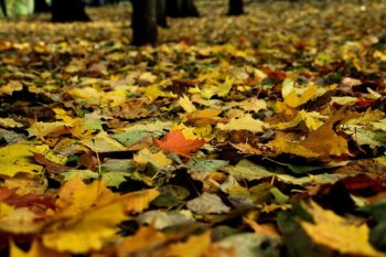 СОВЕРШЕНСТВУЕМ ЗНАНИЯ : ФОТОСЪЕМКА ОСЕНЬЮ